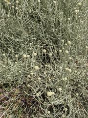 Santolina chamaecyparissus