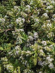 Veronica diosmifolia