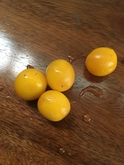 Byrsonima crassifolia