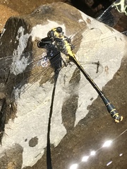 Octogomphus specularis