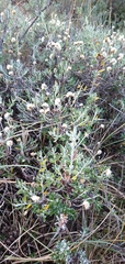 Chiliotrichum diffusum