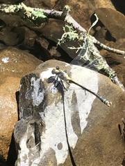 Octogomphus specularis