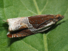 Ancylis unculana