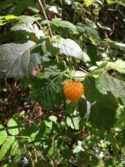 Rubus spectabilis spectabilis