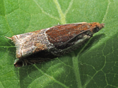 Ancylis unculana