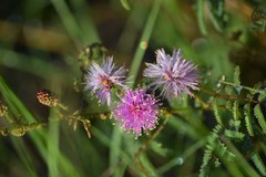 Mimosa hystricina