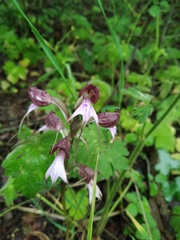 Himantoglossum comperianum