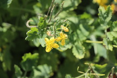 Chelidonium majus
