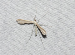 Hellinsia kellicottii