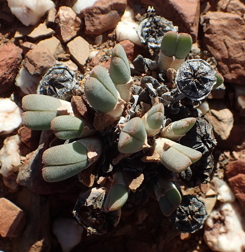 Cheiridopsis namaquensis