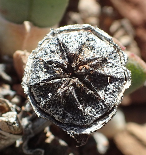 Cheiridopsis namaquensis