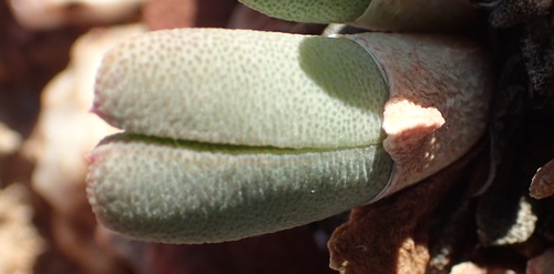 Cheiridopsis namaquensis