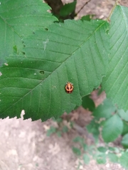 Harmonia axyridis