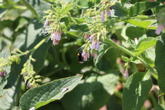 Bombus