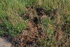 Sus scrofa domesticus