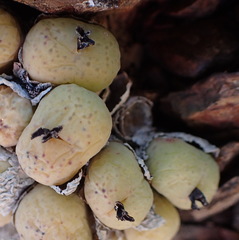 Conophytum calculus