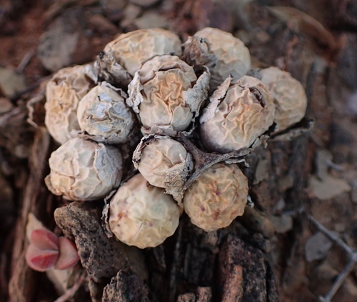 Image of Conophytum calculus by (c) Nicola van Berkel, some rights reserved (CC BY-SA)