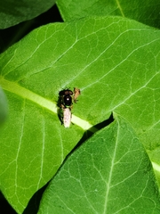Stratiomyomorpha