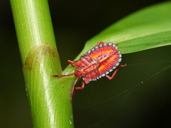 Tessaratomidae