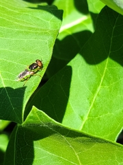Stratiomyomorpha