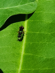 Stratiomyomorpha
