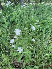 Ranunculus aconitifolius