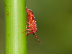 Tessaratomidae