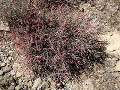 Mesembryanthemum junceum