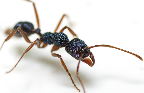 钢色皱猛蚁Rhytidoponera chalybaea