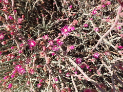 Mesembryanthemum junceum