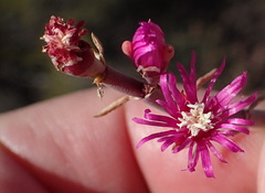 Mesembryanthemum junceum