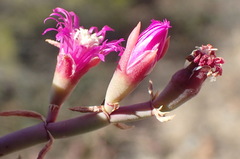 Mesembryanthemum junceum