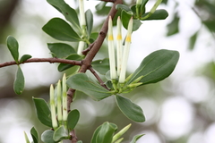 Agelanthus natalitius