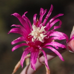 Mesembryanthemum junceum