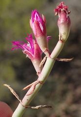 Mesembryanthemum junceum