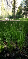 Carex heteroneura