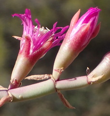 Mesembryanthemum junceum