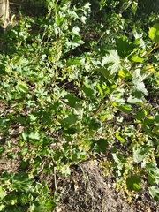 Ribes spicatum