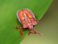 Tessaratomidae