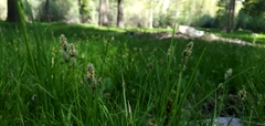 Carex heteroneura