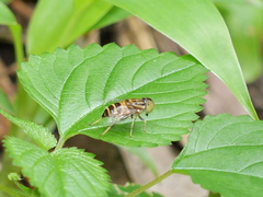 Eristalinus