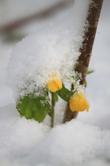 Anemonoides ranunculoides