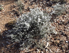 Eriocephalus eximius