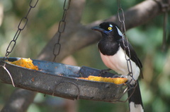 Cyanocorax cyanopogon