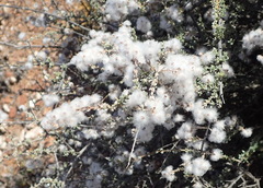 Eriocephalus eximius