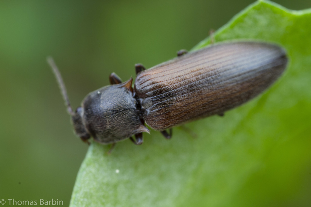 Ctenicera angularis