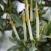 Agelanthus natalitius - Photo 由 Sharon Louw 所上傳的 (c) Sharon Louw，保留部份權利CC BY-NC