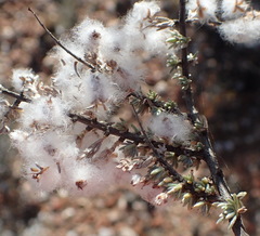Eriocephalus eximius