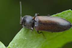 Ctenicera angularis