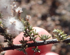 Eriocephalus eximius